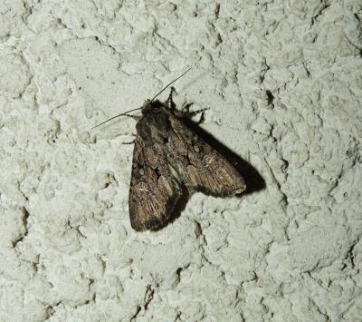 Xyline provençale (La) Mniotype solieri (Boisduval, 1829)