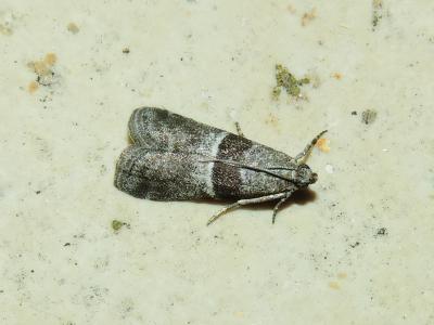  Elegia fallax (Staudinger, 1881)