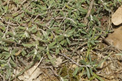 Germandrée des montagnes Teucrium montanum L., 1753