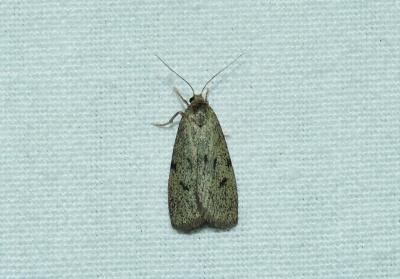Lithosie de Godart (La) Apaidia mesogona (Godart, 1824)