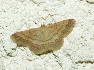 Phalène rougeâtre (La), Acidalie rougie (L') Scopula rubiginata (Hufnagel, 1767)