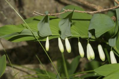 Sceau de salomon odorant, Polygonate officinal Polygonatum odoratum (Mill.) Druce, 1906