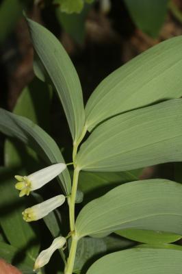 Sceau de salomon odorant, Polygonate officinal Polygonatum odoratum (Mill.) Druce, 1906