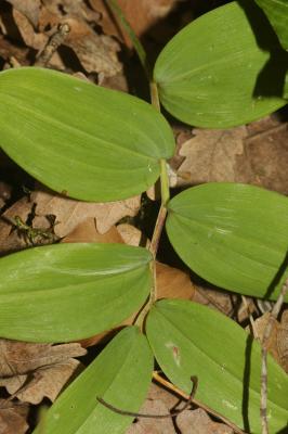 Sceau de salomon odorant, Polygonate officinal Polygonatum odoratum (Mill.) Druce, 1906
