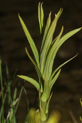 Lysimaque commune, Lysimaque vulgaire Lysimachia vulgaris L., 1753