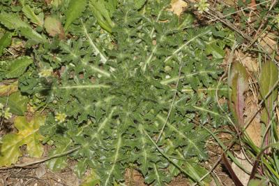 Centaurée laineuse, Faux Safran Carthamus lanatus L., 1753