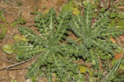 Centaurée laineuse, Faux Safran Carthamus lanatus L., 1753