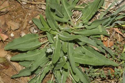 Campanule agglomérée Campanula glomerata L., 1753