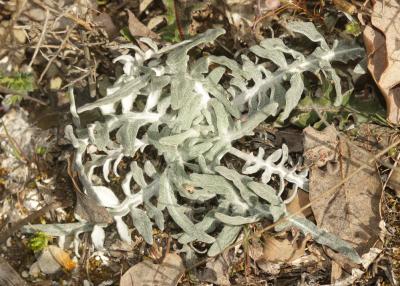 Pomme-de-pin Rhaponticum coniferum (L.) Greuter, 2003