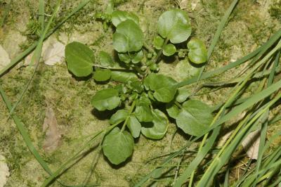 Cresson des fontaines Nasturtium officinale W.T.Aiton, 1812