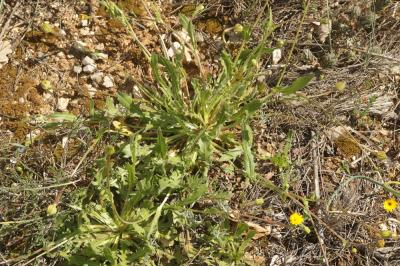 Hedypnois faux rhagadiole, Bonne-nuit-les-petits,  Hedypnois rhagadioloides (L.) F.W.Schmidt, 1795