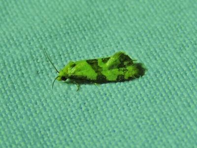  Phalonidia contractana (Zeller, 1847)