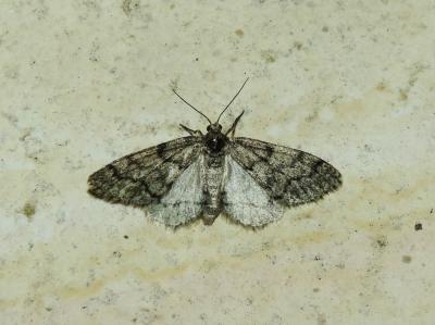 Gymnospile commune (La), Gymnospile crème (La) Tephronia sepiaria (Hufnagel, 1767)