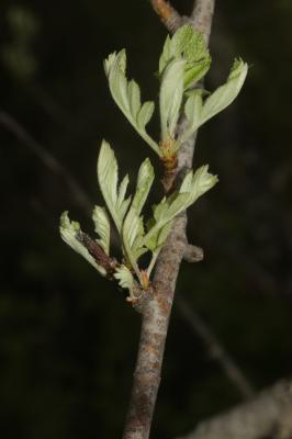 Cormier, Sorbier domestique Sorbus domestica L., 1753
