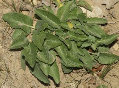 Campanule agglomérée Campanula glomerata L., 1753