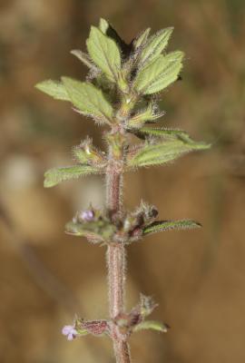 Calament acinos, Thym basilic, Clinopode des champ Clinopodium acinos (L.) Kuntze, 1891