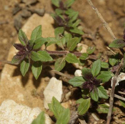 Calament acinos, Thym basilic, Clinopode des champ Clinopodium acinos (L.) Kuntze, 1891
