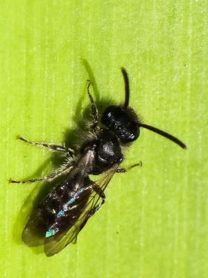  Andrena Fabricius, 1775