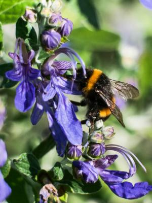 Bourdon terrestre (Le) Bombus terrestris (Linnaeus, 1758)