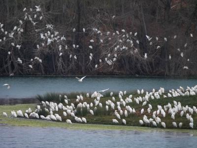 Héron garde-boeufs Bubulcus ibis (Linnaeus, 1758)