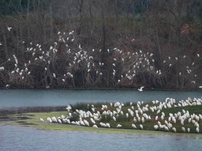Héron garde-boeufs Bubulcus ibis (Linnaeus, 1758)