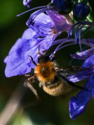 Bourdon des champs Bombus pascuorum (Scopoli, 1763)