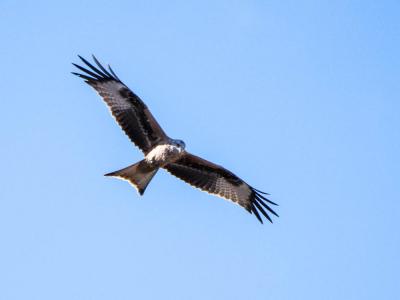 Milan royal Milvus milvus (Linnaeus, 1758)