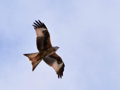 Milan royal Milvus milvus (Linnaeus, 1758)