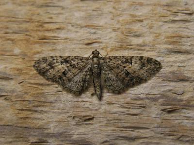 Eupithécie printanière (L') Eupithecia abbreviata Stephens, 1831