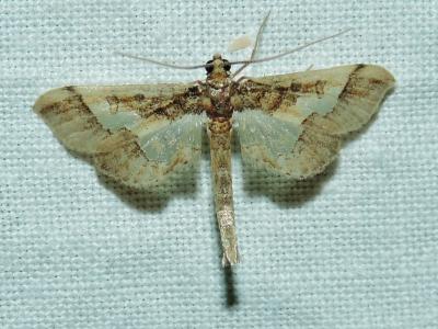  Hydriris ornatalis (Duponchel, 1832)
