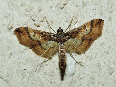  Hydriris ornatalis (Duponchel, 1832)