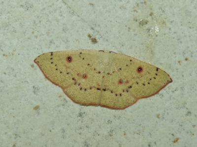 Ephyre pupillée (L') Cyclophora puppillaria (Hübner, 1799)