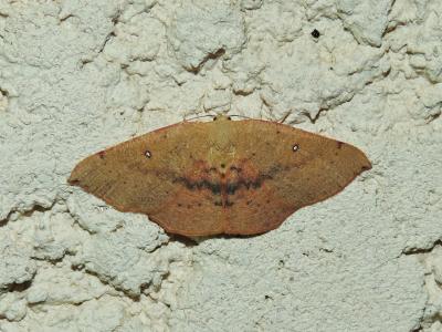 Ephyre pupillée (L') Cyclophora puppillaria (Hübner, 1799)