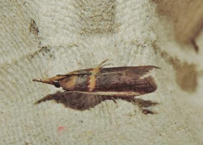  Etiella zinckenella (Treitschke, 1832)