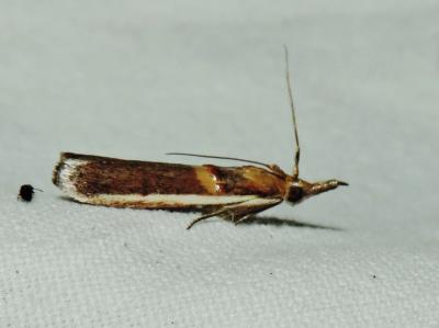  Etiella zinckenella (Treitschke, 1832)