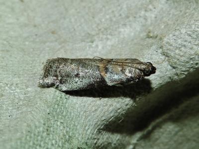  Acrobasis consociella (Hübner, 1813)