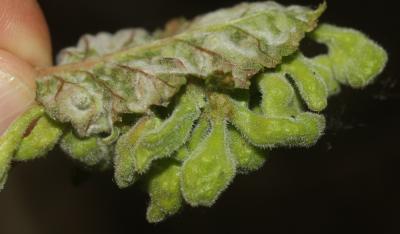  Tetraneura nigriabdominalis (Sasaki, 1899)