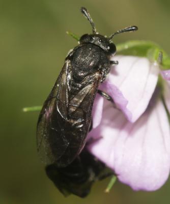 Corynis obscura (Fabricius, 1775)