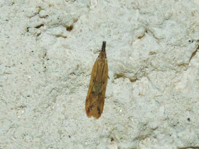  Dichomeris acuminata (Staudinger, 1876)