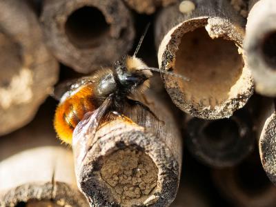  Osmia cornuta (Latreille, 1805)