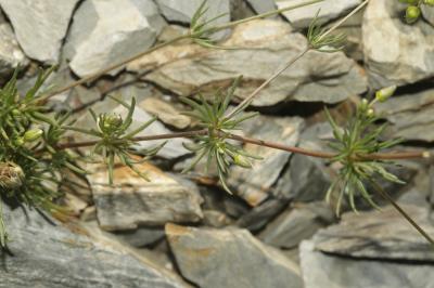 Spergule des champs, Espargoutte des champs, Sparg Spergula arvensis L., 1753