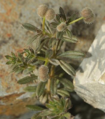 Gaillet gratteron, Herbe collante Galium aparine L., 1753