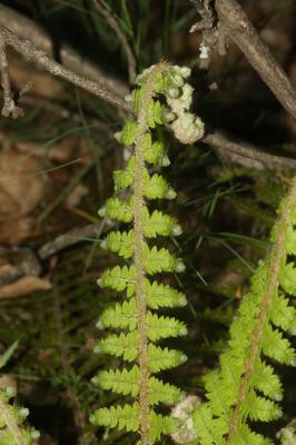 Polystic à frondes soyeuses, Fougère des fleuriste Polystichum setiferum (Forssk.) T.Moore ex Woyn., 1913