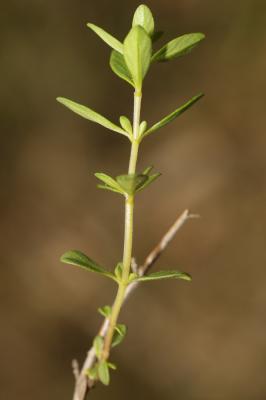 Thym luisant Thymus nitens Lamotte, 1881