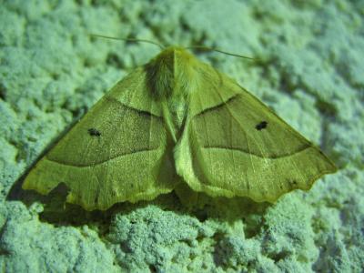 Phalène de la Mancienne (La), Crocalle commune (La Crocallis elinguaria (Linnaeus, 1758)