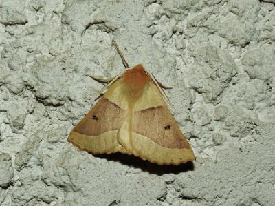 Phalène de la Mancienne (La), Crocalle commune (La Crocallis elinguaria (Linnaeus, 1758)