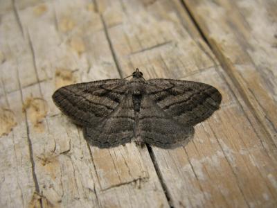 Fidonie du Ciste (La) Rhoptria asperaria (Hübner, 1817)