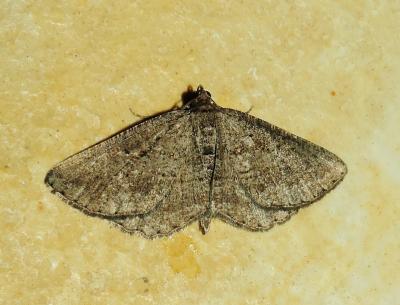 Fidonie du Ciste (La) Rhoptria asperaria (Hübner, 1817)