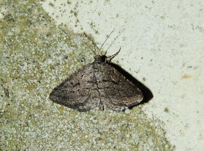Fidonie du Ciste (La) Rhoptria asperaria (Hübner, 1817)