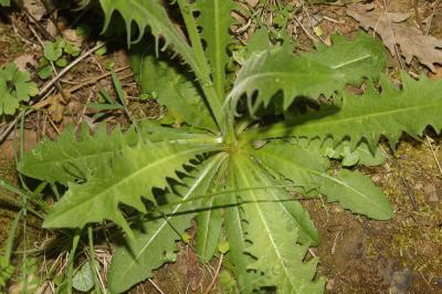Crépide à feuilles de pissenlit, Barkhausie à feui Crepis vesicaria subsp. taraxacifolia (Thuill.) Thell. ex Schinz & R.Keller, 1914